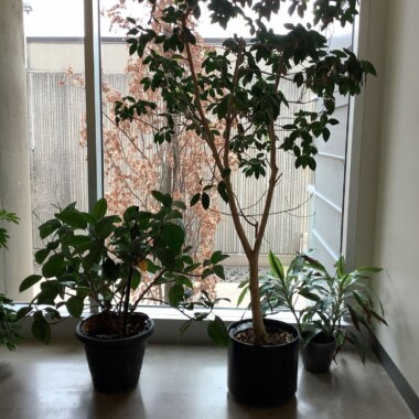 University plants in front of a window